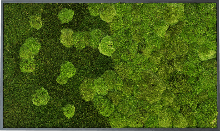 Wald- und Kugelmoosbild-Verlauf 100x60cm