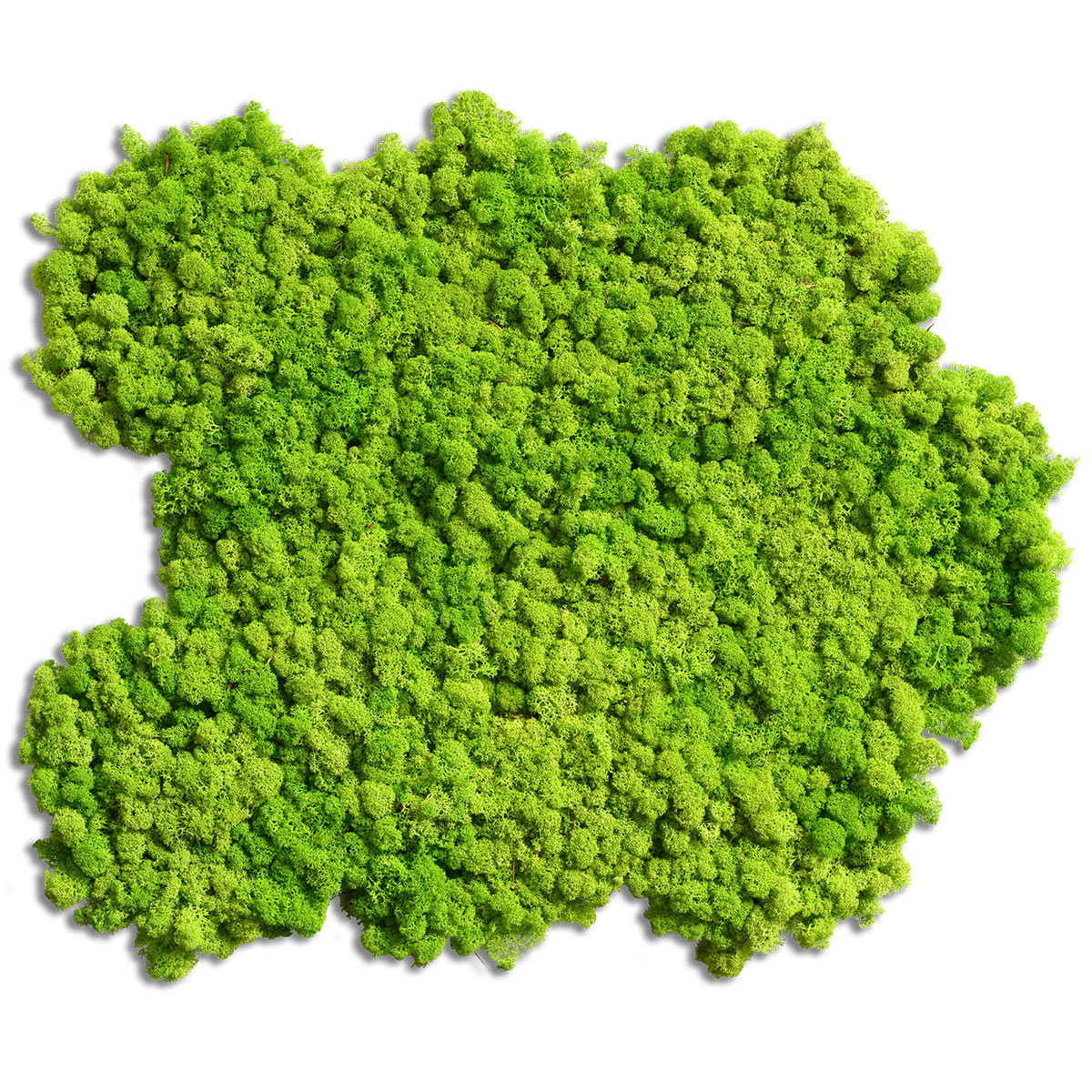 RZ Moos Matte - Islandmoos  Hex (2 Stk.)