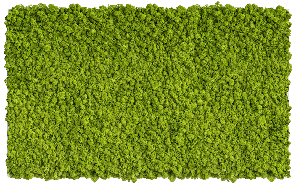 Islandmoosbild 100x60cm